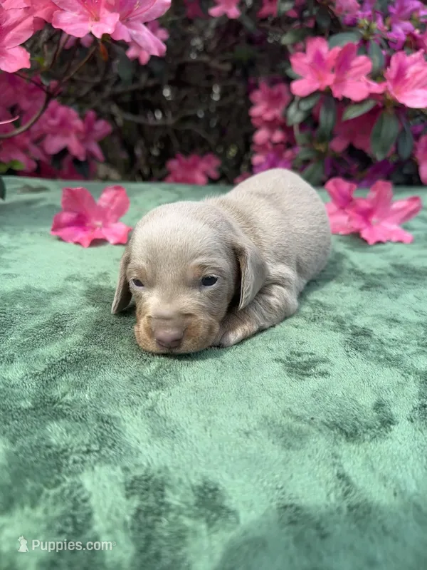Lylah - Smooth coat Isabella and tan Female – Miniature Dachshund puppy for sale in Ocala, FL