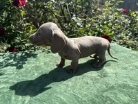 Nala - Isabella and tan Female , a female Miniature Dachshund for sale in Ocala, FL – Photo 5 of 6