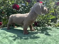 Nala - Isabella and tan Female , a female Miniature Dachshund for sale in Ocala, FL – Photo 4 of 6