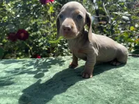 Nala - Isabella and tan Female , a female Miniature Dachshund for sale in Ocala, FL – Photo 1 of 6