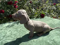 Nala - Isabella and tan Female , a female Miniature Dachshund for sale in Ocala, FL – Photo 6 of 6