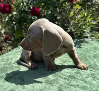 Nala - Isabella and tan Female , a female Miniature Dachshund for sale in Ocala, FL – Photo 3 of 6