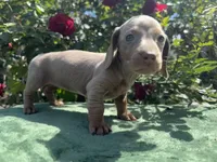 Nala - Isabella and tan Female , a female Miniature Dachshund for sale in Ocala, FL – Photo 2 of 6