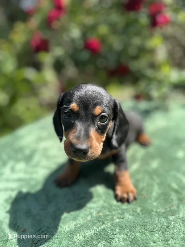 ACE - Black and tan male smooth coat – Miniature Dachshund puppy for sale in Ocala, FL
