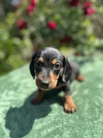 ACE - Black and tan male smooth coat, a male Miniature Dachshund for sale in Ocala, FL – Photo 1 of 5