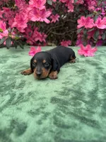 ACE - Black and tan male smooth coat, a male Miniature Dachshund for sale in Ocala, FL – Photo 3 of 5