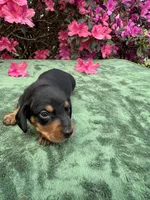 ACE - Black and tan male smooth coat, a male Miniature Dachshund for sale in Ocala, FL – Photo 4 of 5