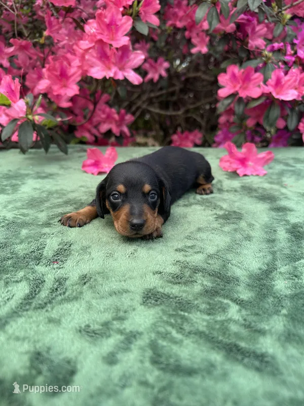 Peter - Black and tan male smooth coat – Miniature Dachshund puppy for sale in Ocala, FL