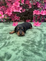 ACE - Black and tan male smooth coat, a male Miniature Dachshund for sale in Ocala, FL – Photo 2 of 5