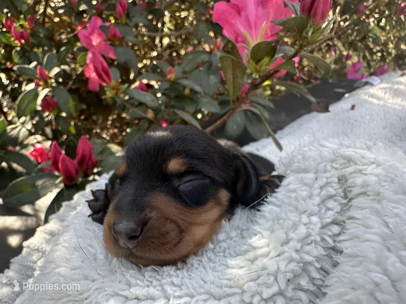 Peter - Black and tan male smooth coat – Miniature Dachshund puppy for sale in Ocala, FL