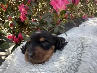 ACE - Black and tan male smooth coat, a male Miniature Dachshund for sale in Ocala, FL – Photo 5 of 5