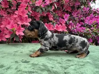 Harvey - Black and tan Dapple smooth coat, a male Miniature Dachshund for sale in Ocala, FL – Photo 7 of 10
