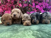 Harvey - Black and tan Dapple smooth coat, a male Miniature Dachshund for sale in Ocala, FL – Photo 10 of 10