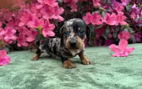 Harvey - Black and tan Dapple smooth coat, a male Miniature Dachshund for sale in Ocala, FL – Photo 5 of 10