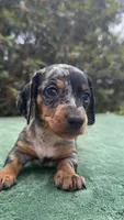 Harvey - Black and tan Dapple smooth coat, a male Miniature Dachshund for sale in Ocala, FL – Photo 3 of 10
