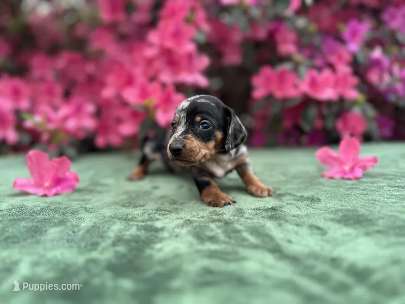 Harvey - Black and tan Dapple smooth coat – Miniature Dachshund puppy for sale in Ocala, FL