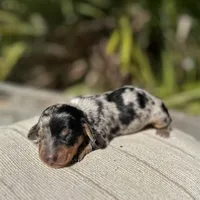 Harvey - Black and tan Dapple smooth coat, a male Miniature Dachshund for sale in Ocala, FL – Photo 8 of 10