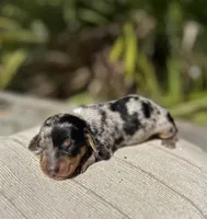 Harvey - Black and tan Dapple smooth coat, a male Miniature Dachshund for sale in Ocala, FL – Photo 1 of 2