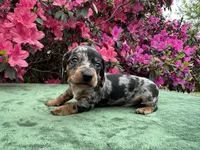 Harvey - Black and tan Dapple smooth coat, a male Miniature Dachshund for sale in Ocala, FL – Photo 6 of 10