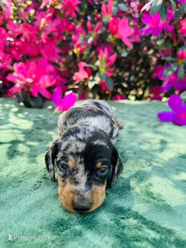 Harvey - Black and tan Dapple smooth coat – Miniature Dachshund puppy for sale in Ocala, FL