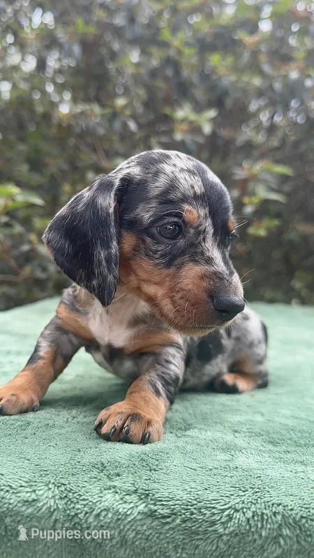 Harvey - Black and tan Dapple smooth coat – Miniature Dachshund puppy for sale in Ocala, FL