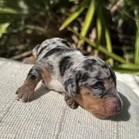 Harvey - Black and tan Dapple smooth coat, a male Miniature Dachshund for sale in Ocala, FL – Photo 9 of 10
