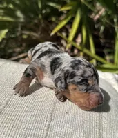 Harvey - Black and tan Dapple smooth coat, a male Miniature Dachshund for sale in Ocala, FL – Photo 2 of 2