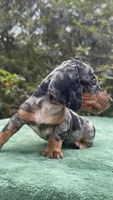 Harvey - Black and tan Dapple smooth coat, a male Miniature Dachshund for sale in Ocala, FL – Photo 2 of 10