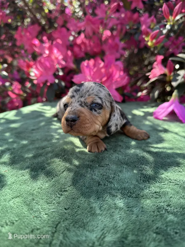 Tiara - Black and tan dapple smooth coat – Miniature Dachshund puppy for sale in Ocala, FL