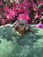 Tiara - Black and tan dapple smooth coat Bright blue eyes, a female Miniature Dachshund for sale in Ocala, FL – Photo 4 of 10