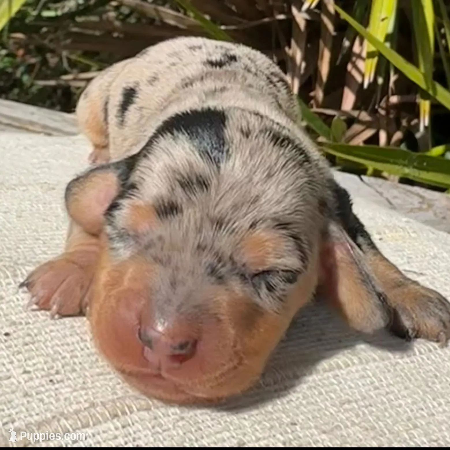 Tiara - Black and tan dapple smooth coat