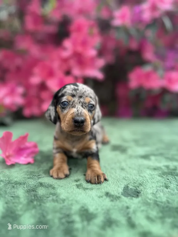 Tiara - Black and tan dapple smooth coat Bright blue eyes – Miniature Dachshund puppy for sale in Ocala, FL