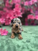 Tiara - Black and tan dapple smooth coat Bright blue eyes, a female Miniature Dachshund for sale in Ocala, FL – Photo 1 of 10