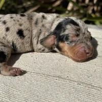 Tiara - Black and tan dapple smooth coat Bright blue eyes, a female Miniature Dachshund for sale in Ocala, FL – Photo 10 of 10
