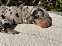 Tiara - Black and tan dapple smooth coat, a female Miniature Dachshund for sale in Ocala, FL – Photo 3 of 3