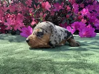 Tiara - Black and tan dapple smooth coat Bright blue eyes, a female Miniature Dachshund for sale in Ocala, FL – Photo 7 of 10