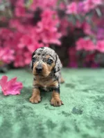 Tiara - Black and tan dapple smooth coat Bright blue eyes, a female Miniature Dachshund for sale in Ocala, FL – Photo 2 of 10