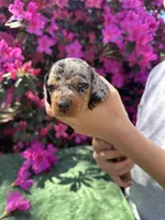 Tiara - Black and tan dapple smooth coat Bright blue eyes, a female Miniature Dachshund for sale in Ocala, FL – Photo 5 of 10
