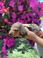 Tiara - Black and tan dapple smooth coat Bright blue eyes, a female Miniature Dachshund for sale in Ocala, FL – Photo 6 of 10