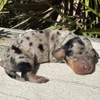 Tiara - Black and tan dapple smooth coat Bright blue eyes, a female Miniature Dachshund for sale in Ocala, FL – Photo 8 of 10