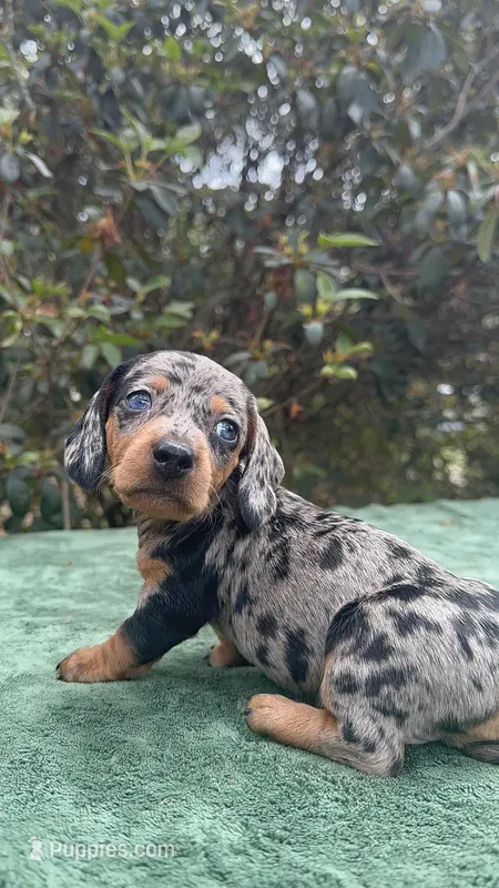 Tiara - Black and tan dapple smooth coat Bright blue eyes – Miniature Dachshund puppy for sale in Ocala, FL