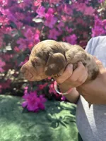 Oakley male Blue Eyes Chocolate and Tan dapple smooth coat) , a male Miniature Dachshund for sale in Ocala, FL – Photo 6 of 10