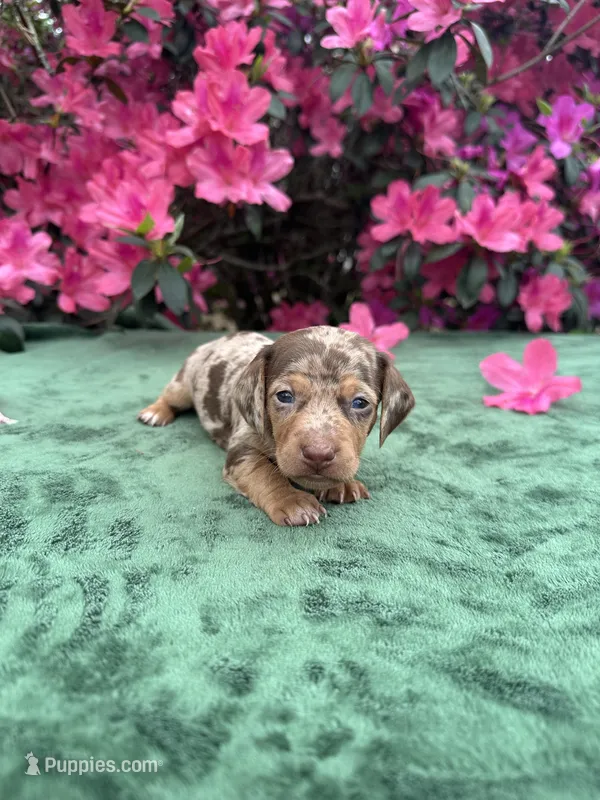 Oakley male Blue Eyes Chocolate and Tan dapple smooth coat)  – Miniature Dachshund puppy for sale in Ocala, FL