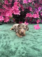 Oakley male Blue Eyes Chocolate and Tan dapple smooth coat) , a male Miniature Dachshund for sale in Ocala, FL – Photo 1 of 10