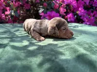 Oakley male Blue Eyes Chocolate and Tan dapple smooth coat) , a male Miniature Dachshund for sale in Ocala, FL – Photo 9 of 10