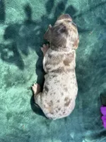 Oakley male Blue Eyes Chocolate and Tan dapple smooth coat) , a male Miniature Dachshund for sale in Ocala, FL – Photo 10 of 10