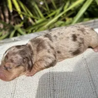 Oakley male Blue Eyes Chocolate and Tan dapple smooth coat) , a male Miniature Dachshund for sale in Ocala, FL – Photo 8 of 10