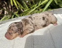 Oakley Chocolate and Tan dapple smooth coat) , a male Miniature Dachshund for sale in Ocala, FL – Photo 2 of 2