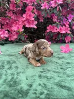 Oakley male Blue Eyes Chocolate and Tan dapple smooth coat) , a male Miniature Dachshund for sale in Ocala, FL – Photo 3 of 10