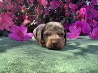Oakley male Blue Eyes Chocolate and Tan dapple smooth coat) , a male Miniature Dachshund for sale in Ocala, FL – Photo 5 of 10
